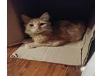 Denali Domestic Longhair Kitten Male