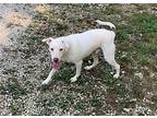 Delbert Labrador Retriever Young Male