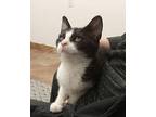 Dolly Domestic Shorthair Kitten Female