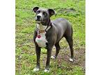 Lucy Gal American Pit Bull Terrier Adult Female