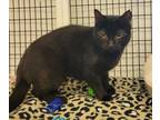 Jolene Domestic Shorthair Adult Female