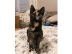 Betty Domestic Shorthair Kitten Female