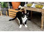 Sneaker Domestic Shorthair Young Male