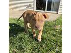 Shasta American Pit Bull Terrier Puppy Female