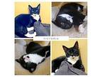 Victoria Domestic Shorthair Kitten Female