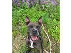 Perla American Staffordshire Terrier Adult Female