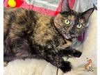 S'Mores Domestic Shorthair Adult Female
