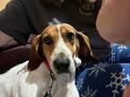 Tara Coonhound Adult Female