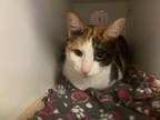 Micki Domestic Shorthair Senior Female