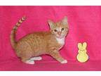 Dottie - 38636 Domestic Shorthair Kitten Female