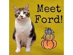 Ford Domestic Shorthair Adult Male
