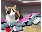 Peanut Domestic Shorthair Young Female