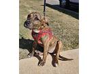 Munchkin American Pit Bull Terrier Young Female