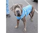 Chet Cane Corso Adult Male