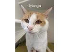 Mango Domestic Shorthair Adult Male