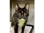 Morgan Domestic Shorthair Adult Female