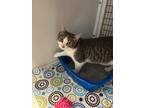 Sunkist Domestic Shorthair Kitten Male