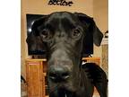 Scott Great Dane Adult Male