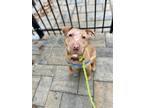 Josie American Pit Bull Terrier Adult Female