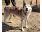 Akela Husky Young Female