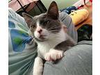 Lilah-C KW23 in RI Domestic Shorthair Kitten Female