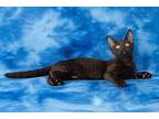 Barium Domestic Shorthair Kitten Male