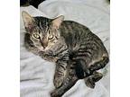Kitty Do Domestic Shorthair Young Male