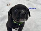 Richard Labrador Retriever Puppy Male