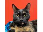 Samantha Domestic Shorthair Adult Female