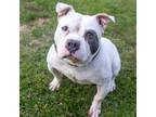 Ripley American Pit Bull Terrier Adult Male