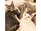 Halloumi & Patata Brava Domestic Shorthair Young Female