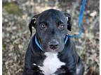 THOR Labrador Retriever Puppy Male