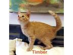 Timber-2049 Domestic Shorthair Kitten Male