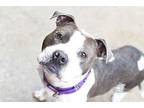Nate American Staffordshire Terrier Adult Male