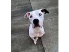 Cora American Bulldog Adult Female