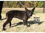 Raven Mixed Breed (Medium) Young Female