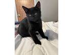 Clarence Domestic Shorthair Kitten Male