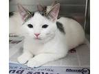 Whiteout Domestic Shorthair Kitten Male