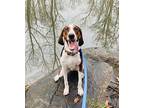 Batman (Harvey) Treeing Walker Coonhound Adult Male