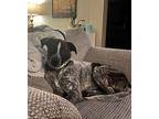 Gamora German Shorthaired Pointer Young Female