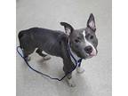 Chicken Parm American Staffordshire Terrier Adult Female
