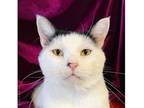 Astro Domestic Shorthair Adult Male