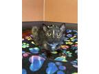 Ambrosia Domestic Shorthair Kitten Female