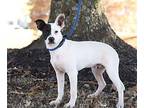 Jester Rat Terrier Young Male