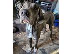 Lilah Great Dane Young Female