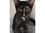 Vixen Domestic Shorthair Young Female