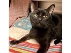 Soot Domestic Shorthair Adult Male