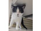 Pibb Domestic Shorthair Kitten Female