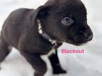 Blackout Labrador Retriever Puppy Female