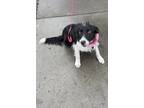 Angelica Border Collie Adult Female